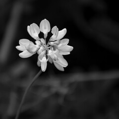Fototapeta na wymiar Blossom in Black and White