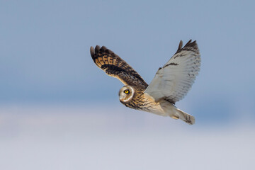 Velduil; Short-eared Owl; Asio flammeus