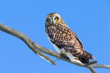 Velduil; Short-eared Owl; Asio flammeus