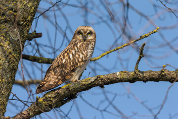 Velduil; Short-eared Owl; Asio flammeus