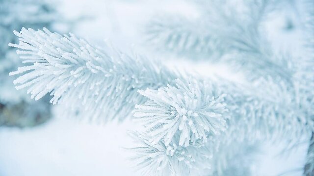 Close-up on a frosted pine branch in the wind in winter (cinematic color grading)