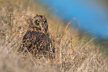 Velduil; Short-eared Owl; Asio flammeus