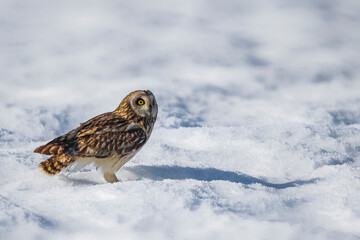 Velduil; Short-eared Owl; Asio flammeus