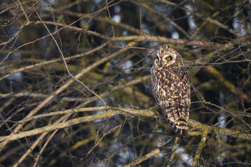 Velduil; Short-eared Owl; Asio flammeus