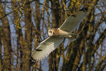 Velduil; Short-eared Owl; Asio flammeus