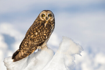 Velduil; Short-eared Owl; Asio flammeus