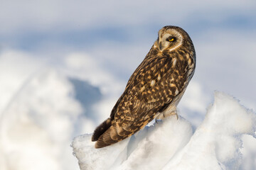 Velduil; Short-eared Owl; Asio flammeus