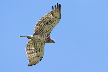 Slangenarend; Short-toed Eagle; Circaetus gallicus