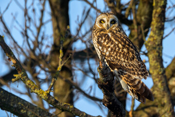 Velduil; Short-eared Owl; Asio flammeus