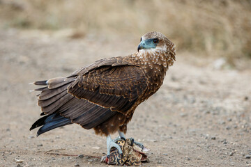 Juvenile bateleur(Terathopius ecaudatus) eating a leopard tortoise in Kruger National Park in South Africa