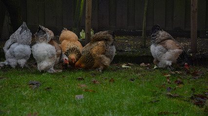 Brahma young female chickens picking in the grass outside