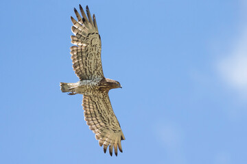 Slangenarend; Short-toed Eagle; Circaetus gallicus