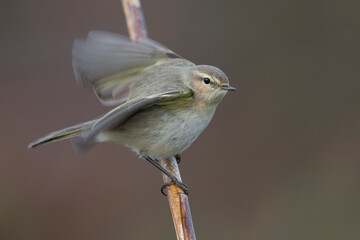 Siberische Tjiftjaf; Siberian Chiffchaff; Phylloscopus collybita tristis