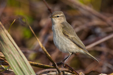 Siberische Tjiftjaf, Siberian Chiffchaff, Phylloscopus tristis