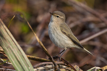 Siberische Tjiftjaf, Siberian Chiffchaff, Phylloscopus tristis