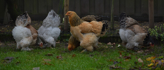 Colombia buff Brahma female chicken in a group, photo made on 20 december 2020 in Weert the...