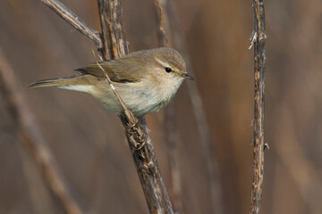Siberische Tjiftjaf, Siberian Chiffchaff, Phylloscopus tristis