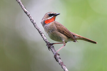 Roodkeelnachtegaal; Siberian Rubythroat; calliope calliope