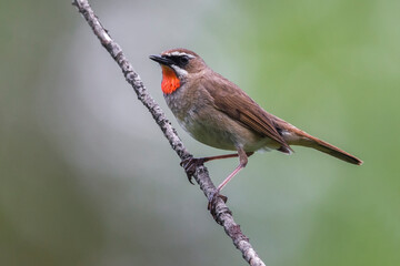 Roodkeelnachtegaal; Siberian Rubythroat; calliope calliope