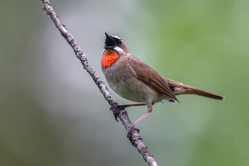Roodkeelnachtegaal; Siberian Rubythroat; calliope calliope