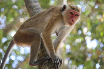 The toque macaque on a tree branch