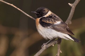 Kaspische Roodborsttapuit; Caspian Stonechat; Saxicola maurus variegatus