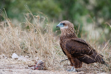 Juvenile bateleur(Terathopius ecaudatus) eating a leopard tortoise in Kruger National Park in South Africa