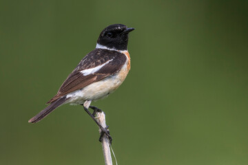 Aziatische Roodborsttapuit; Siberian Stonechat; Saxicola maurus
