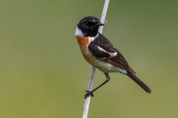 Aziatische Roodborsttapuit; Siberian Stonechat; Saxicola maurus