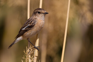 Kaspische Roodborsttapuit; Caspian Stonechat; Saxicola maurus variegatus