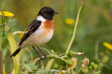 Kaspische Roodborsttapuit; Caspian Stonechat; Saxicola maurus variegatus