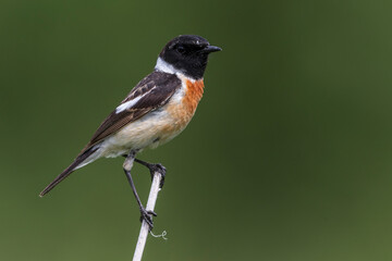 Aziatische Roodborsttapuit; Siberian Stonechat; Saxicola maurus