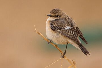 Obraz premium Aziatische Roodborsttapuit; Siberian Stonechat; Saxicola maurus