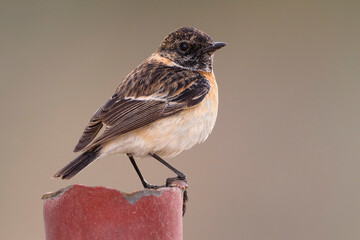 Aziatische Roodborsttapuit; Siberian Stonechat; Saxicola maurus armenicus
