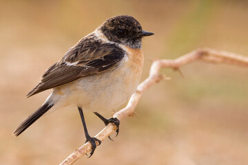 Aziatische Roodborsttapuit; Siberian Stonechat; Saxicola maurus