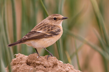 Aziatische Roodborsttapuit; Siberian Stonechat; Saxicola maurus
