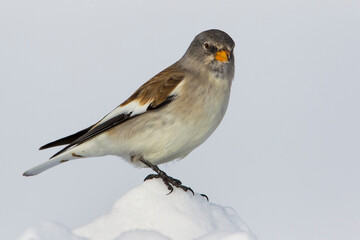 Sneeuwvink; Snowfinch; Montifringilla nivalis