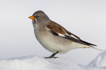Sneeuwvink; Snowfinch; Montifringilla nivalis