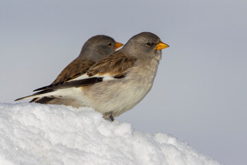 Sneeuwvink; Snowfinch; Montifringilla nivalis