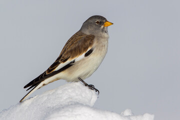 Sneeuwvink; Snowfinch; Montifringilla nivalis