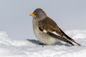 Sneeuwvink; Snowfinch; Montifringilla nivalis