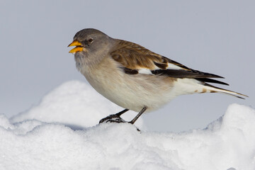 Sneeuwvink; Snowfinch; Montifringilla nivalis