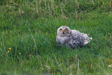 Sneeuwuil; Snowy Owl; Bubo scandiacus