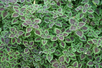 Obraz premium Chocolate drop coleus plant background