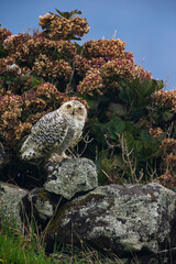 Sneeuwuil; Snowy Owl; Bubo scandiacus
