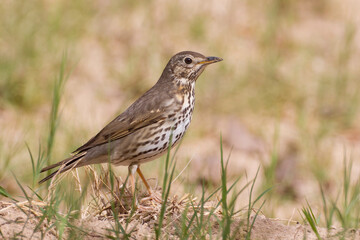 Zanglijster; Song Thrush; Turdus philomelos