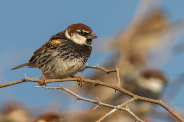Spaanse Mus; Spanish Sparrow; Passer hispaniolensis