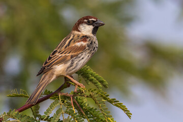 Spaanse Mus; Spanish Sparrow; Passer hispaniolensis