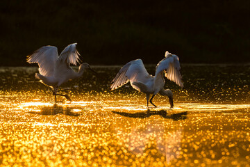 Lepelaar; Eurasian Spoonbill; Platalea leucorodia