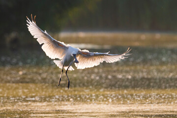 Lepelaar; Eurasian Spoonbill; Platalea leucorodia